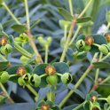 Euphorbia characias 'Blue Wonder' fleur